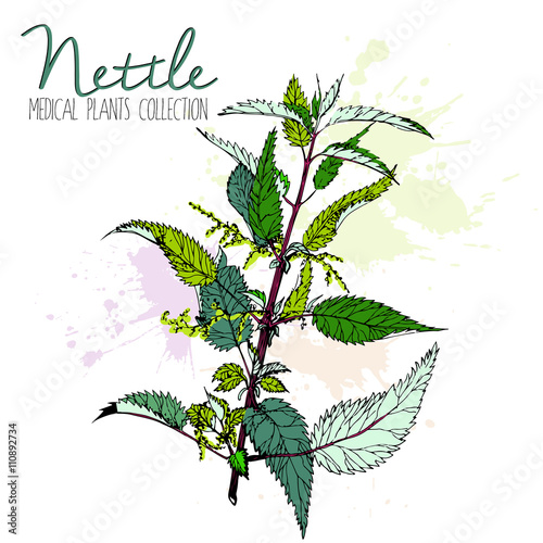 Vector hand drawn Stinging nettle branch. Colored vintage illustration of medical wild plant. Isolated on white background. Use for medicine, tea, detox and food.
