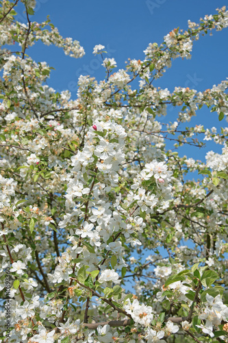 Apfelblüten, Apfelbaum, Malus