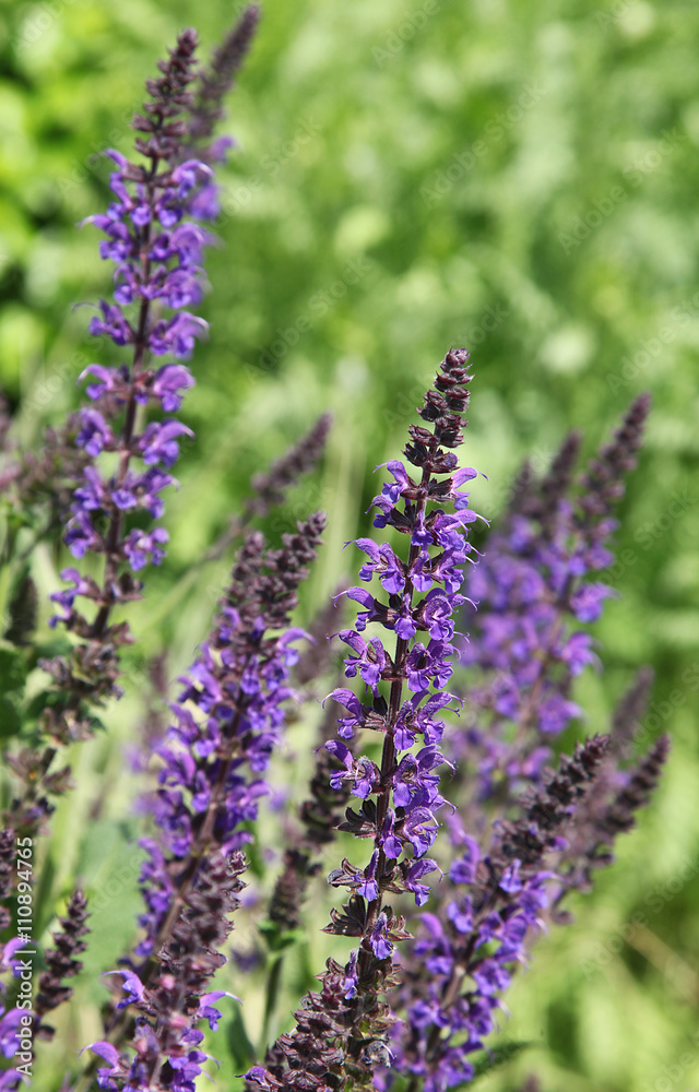 Naklejka premium Salvia nemerosa 'Superba'