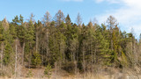 Carpathian wood in the spring