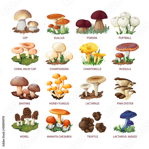 Collection Of Edible Mushrooms And Toadstools