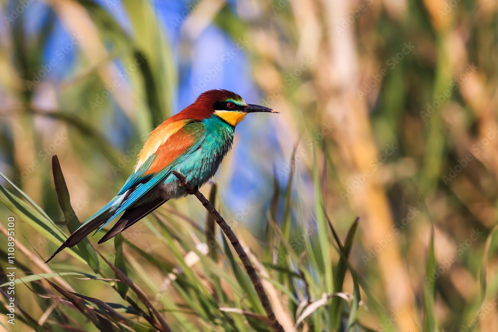 Guêpier d'Europe - Merops apiaster - European Bee-eater Guêpier d'Europe - Merops apiaster - European Bee-eater