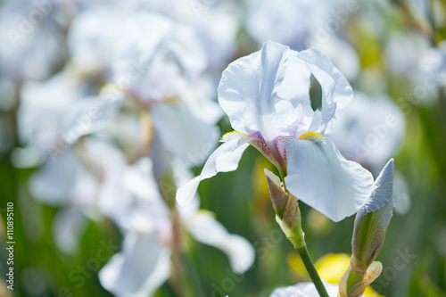 Fototapeta Naklejka Na Ścianę i Meble -  Beautiful flowers iris