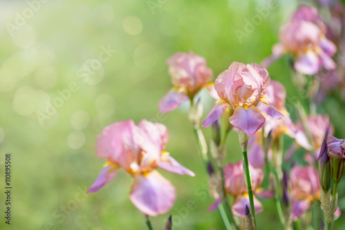 Beautiful flowers iris