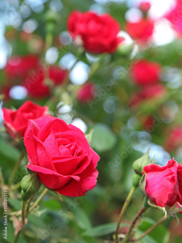 Rosier grimpant rouge