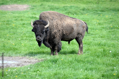 Selbstbewusst, Bisonbulle auf der Weide