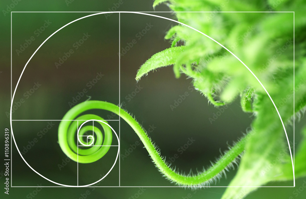 Illustration of spiral arrangement in nature. Golden Ratio concept Stock  Photo | Adobe Stock