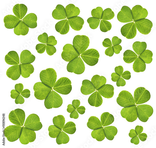 Clover leaves, isolated on white