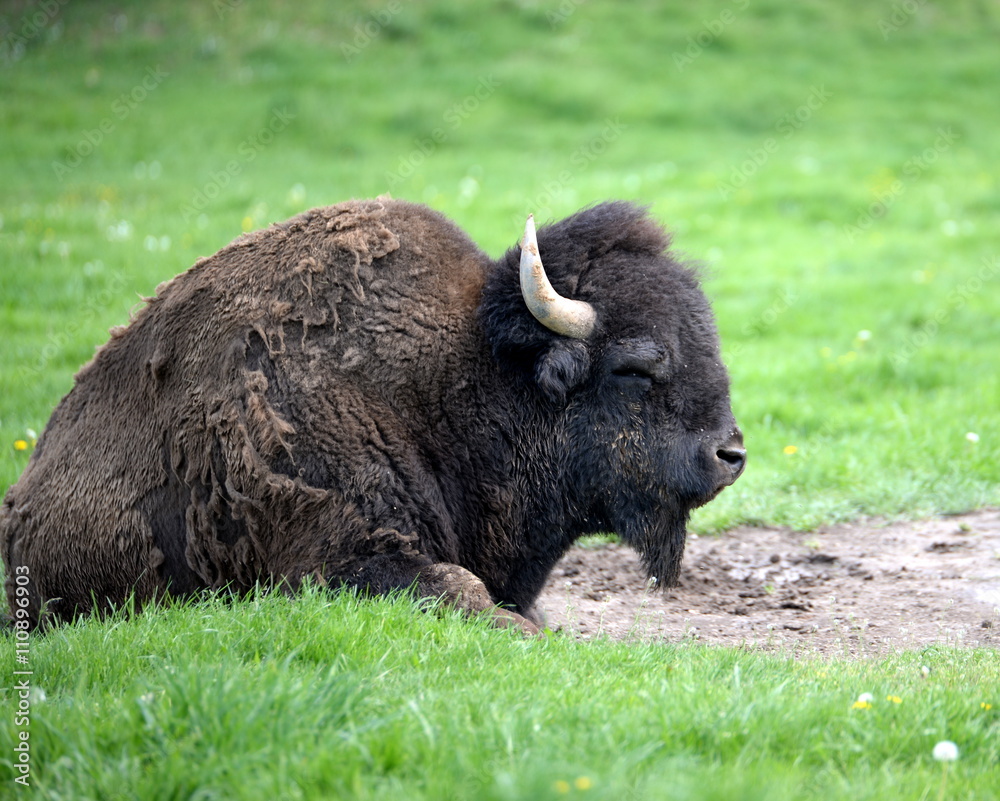 ein Fell wie verwittert, Bisonbulle liegt auf der Weide ein Fell wie verwittert, Bisonbulle liegt auf der Weide
