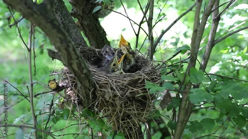 Song thrush chicks sitting in a nest on a tree. photo