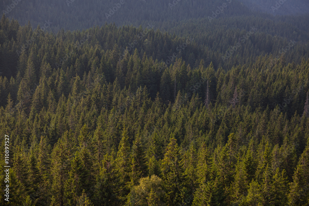 Forest in the mountains