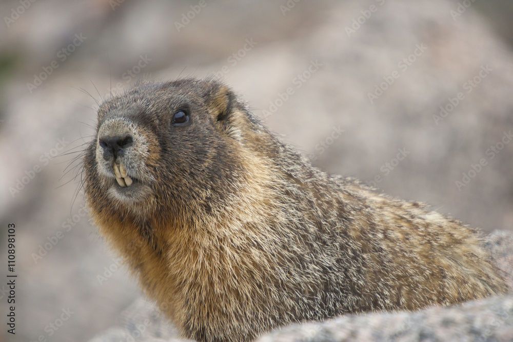 Marmot -Rocky Mountains, Colorado Marmot -Rocky Mountains, Colorado