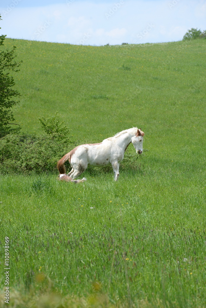 Fototapeta premium startled, Paint Horse chased by a dog