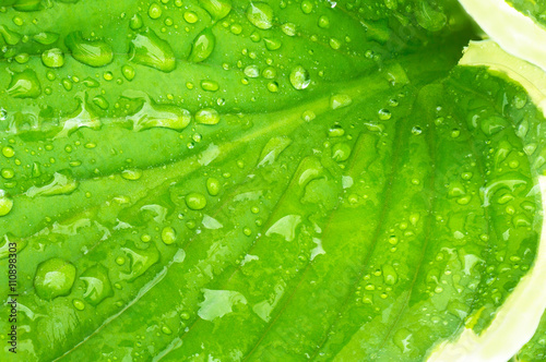 Green Hosta Leaf with Rain Drops