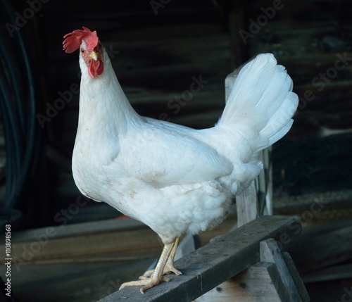 Comical leghorn chicken photo