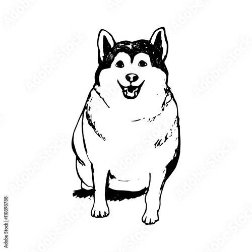 Fototapeta Naklejka Na Ścianę i Meble -  Fat husky puppy