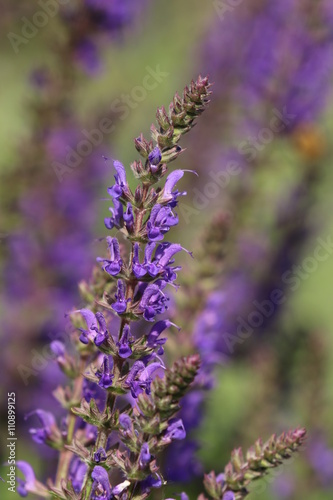 Salbei - Salvia nemorosa