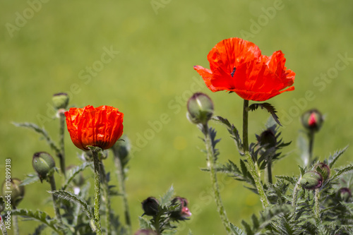 Red poppies Papaveraceae