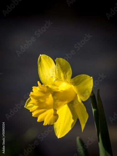 Yellow daffodil