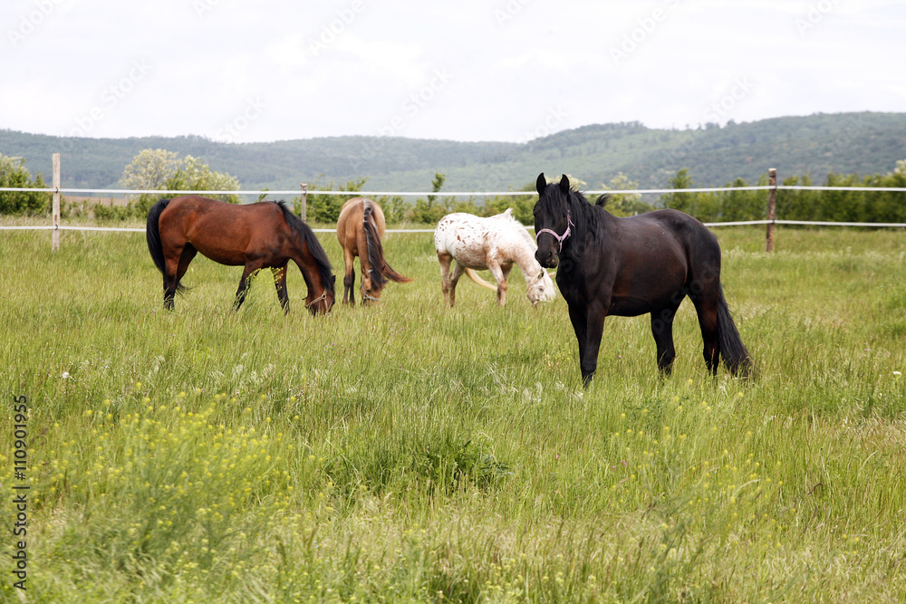 Herd of beautiful horses. Young horses grazing in a meadow near Herd of beautiful horses. Young horses grazing in a meadow near