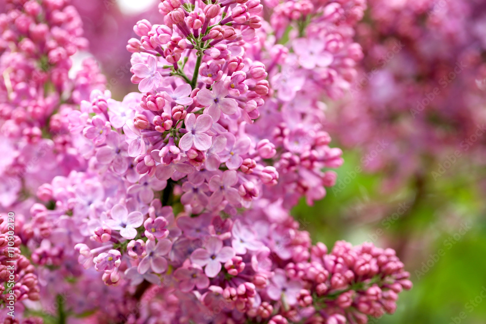 Blooming lilac flowers in the garden, outdoors Blooming lilac flowers in the garden, outdoors