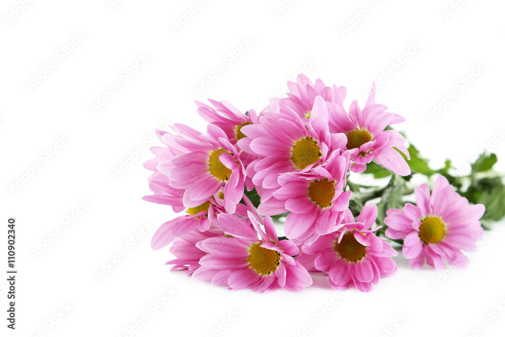 Pink chrysanthemum flowers isolated on a white