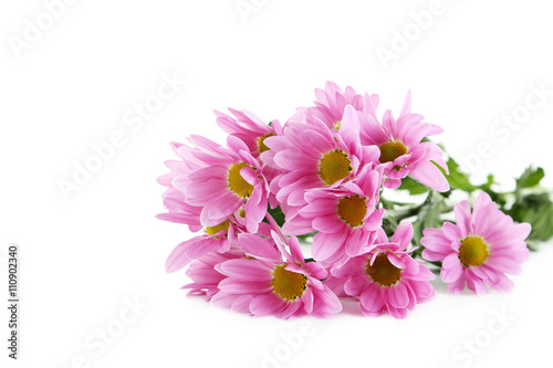 Pink chrysanthemum flowers isolated on a white