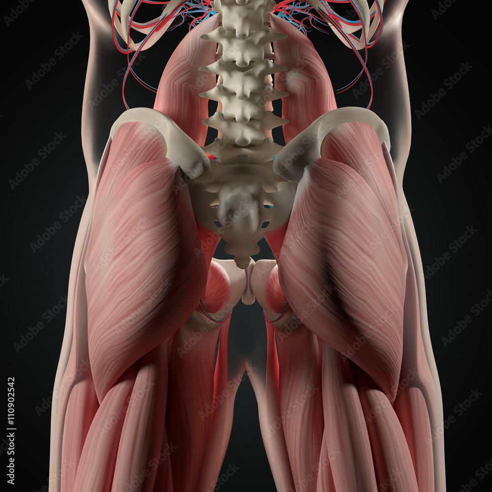 The Bones of the Pelvis and Lower Back: 3D Anatomy Model