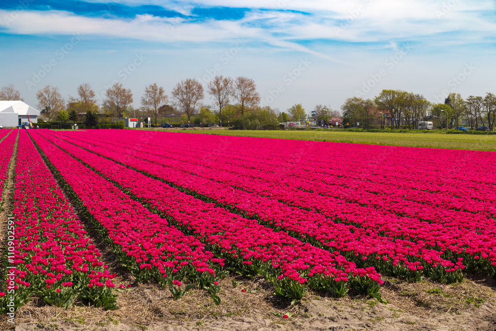 Purple tulip field near village of Lisse in the Netherlands in May