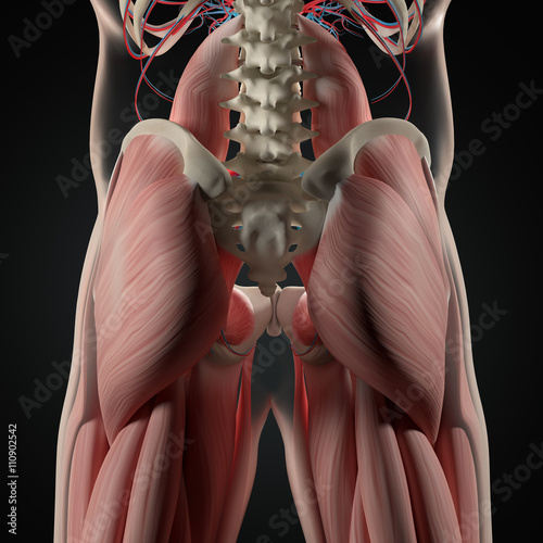 Human anatomy, spine, pelvis and gluteus maximus. 3d illustration. photo