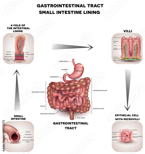 Normal Gastrointestinal tract and small intestine detailed anatomy