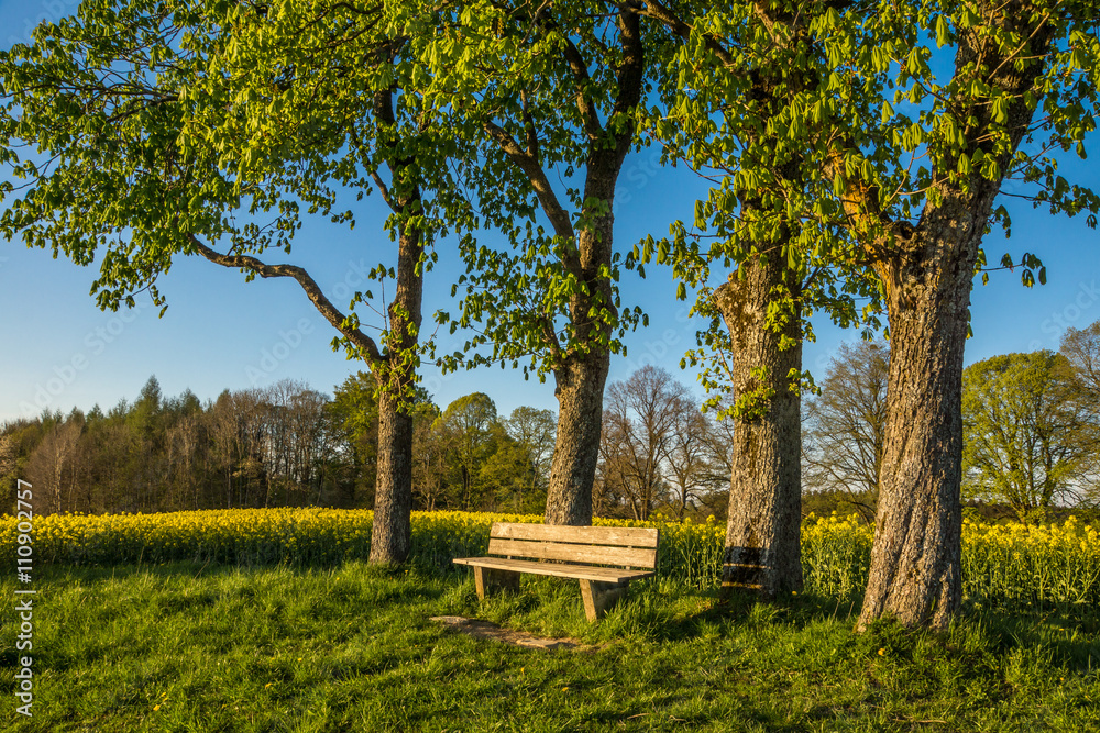 Holzbank am Rand eines Rapsfelds zum Ausruhen Holzbank am Rand eines Rapsfelds zum Ausruhen
