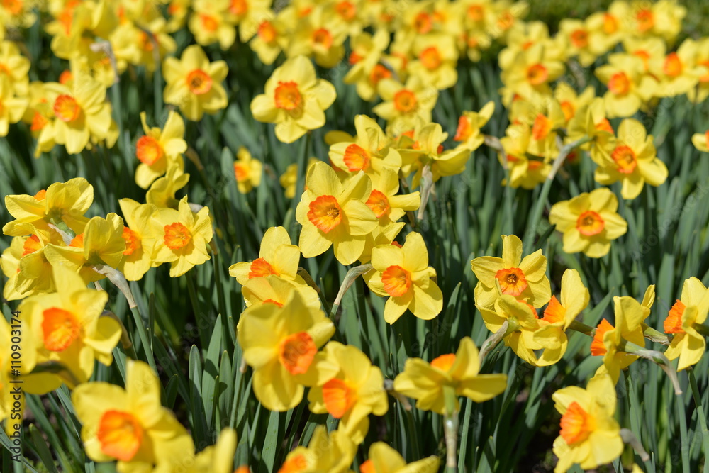 Outdoor shot of yellow daffodils in a nicely full flowerbed Outdoor shot of yellow daffodils in a nicely full flowerbed