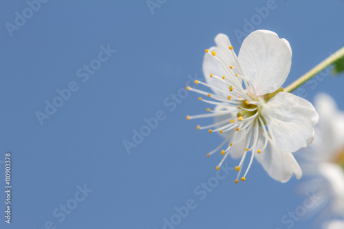 white appleblossom