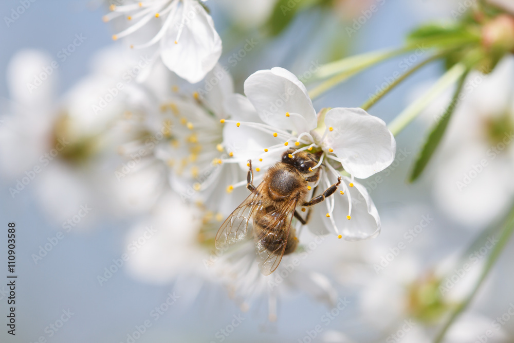 A bee on a white flower A bee on a white flower