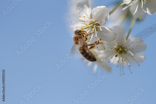 a bee on a white flowers