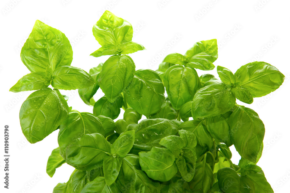 Leaves of basil isolated . Leaves of basil isolated .