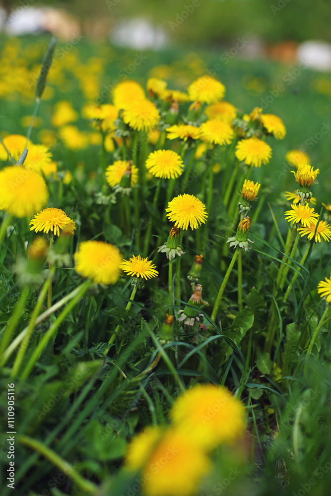 Yellow dandelions at spring sunny weather