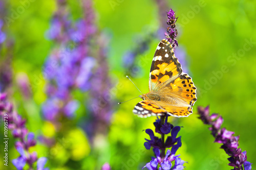 Butterfly on wild lavender flower in the meadow
