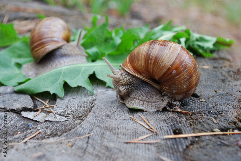 Snail crawling on dandelion leaves. Helix pomatia (common names the Burgundy snail, Roman snail, edible snail or escargot) is a species of large, edible, air-breathing land snail. Snail crawling on dandelion leaves. Helix pomatia (common names the Burgundy snail, Roman snail, edible snail or escargot) is a species of large, edible, air-breathing land snail.