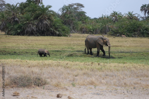 mom and baby elephant