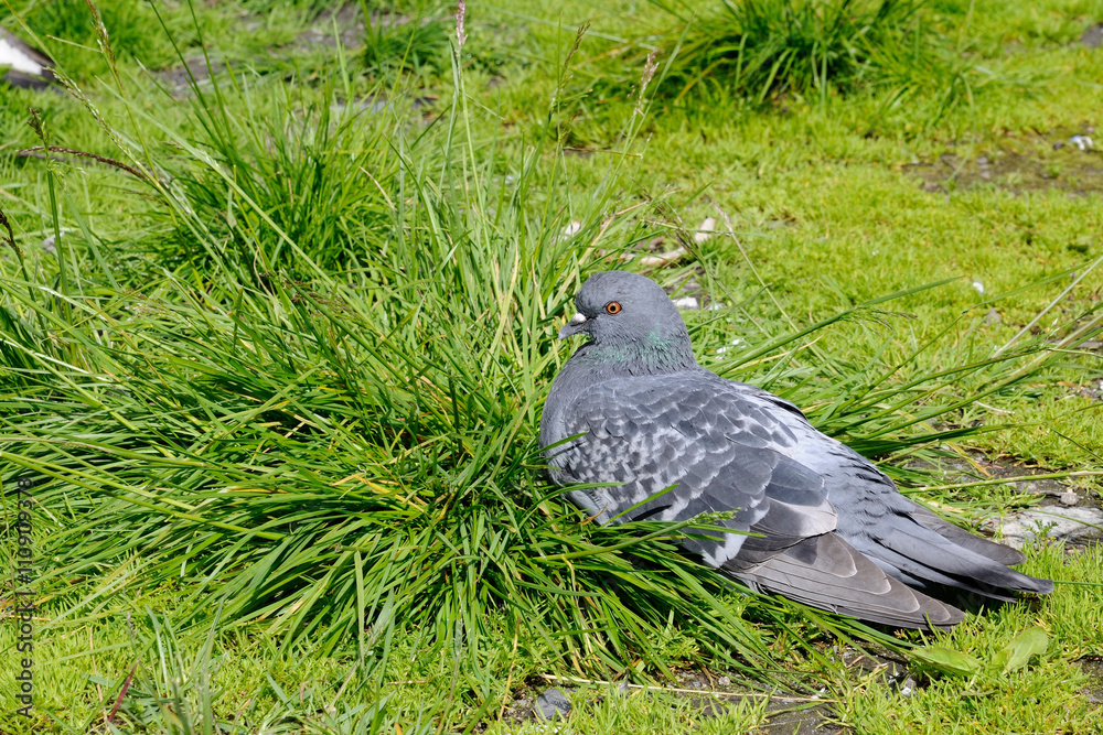 Obraz premium Frozen dove