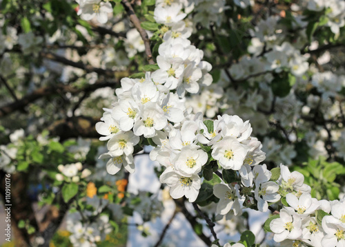 spring, apple tree blooming