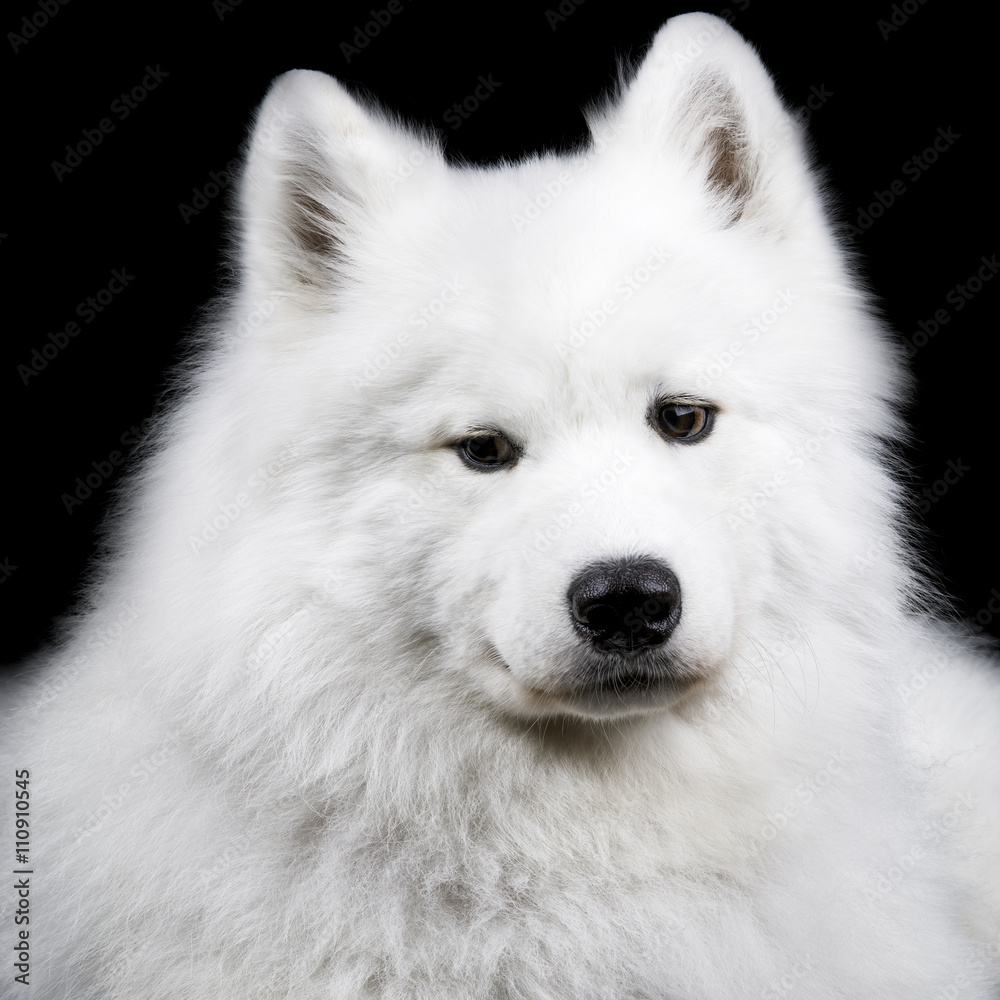 Samoyed dog on black Samoyed dog on black