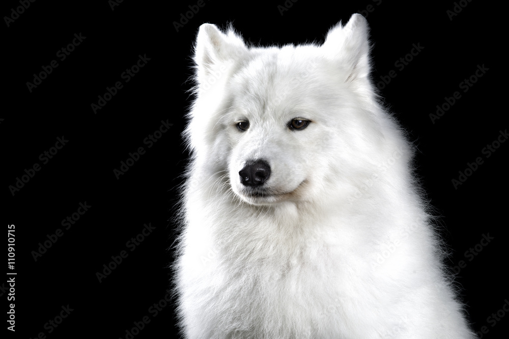 Obraz premium Samoyed dog on black