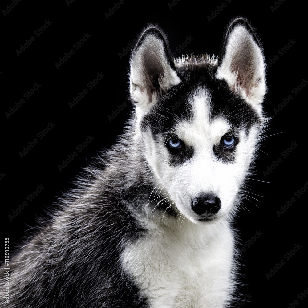 Obraz premium Husky dog on black