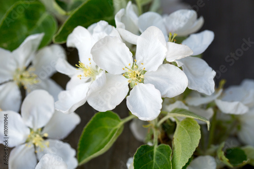 apple blossoms on wooden surface