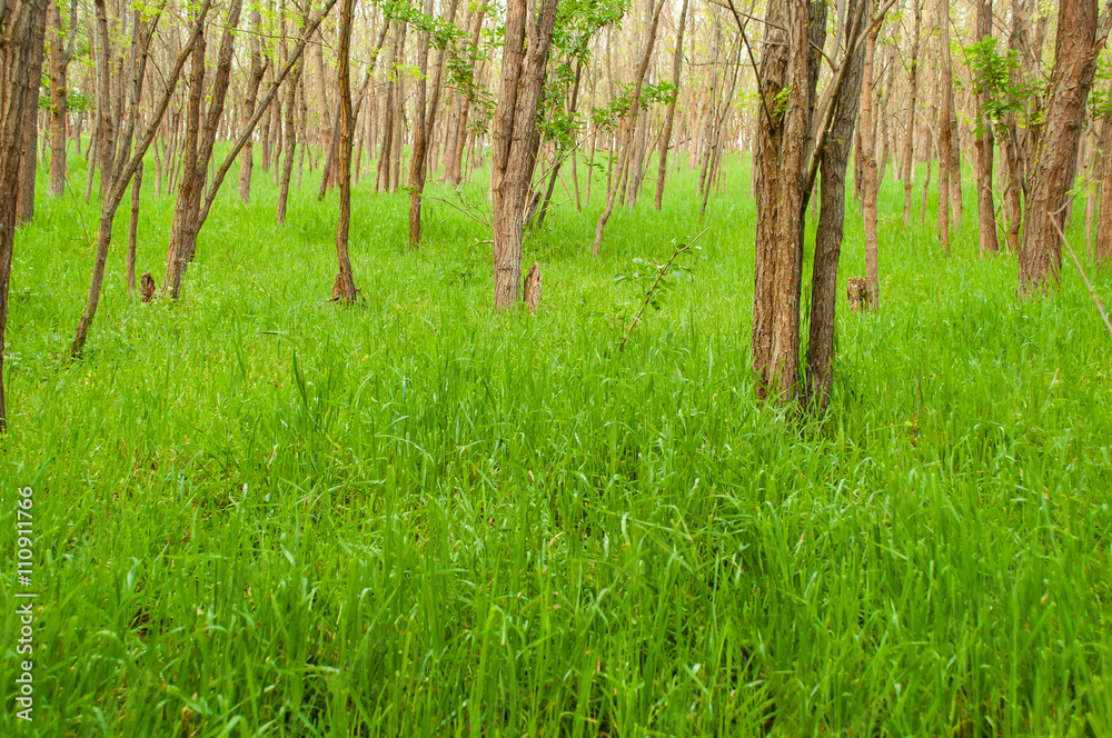 Fototapeta premium Spring, nature, beautiful landscape and green grass and trees