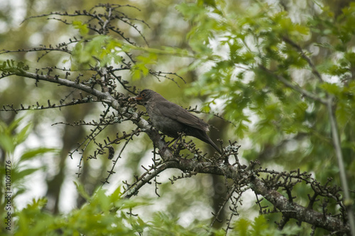 Song Thrush perched on tree branch on green background