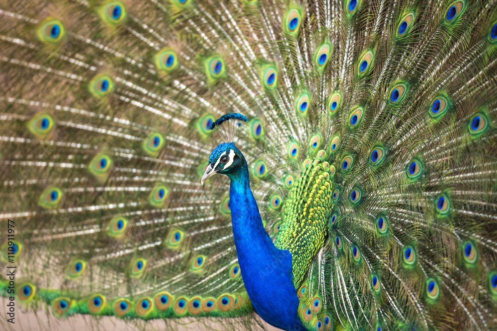 Obraz premium Blue Peafowl